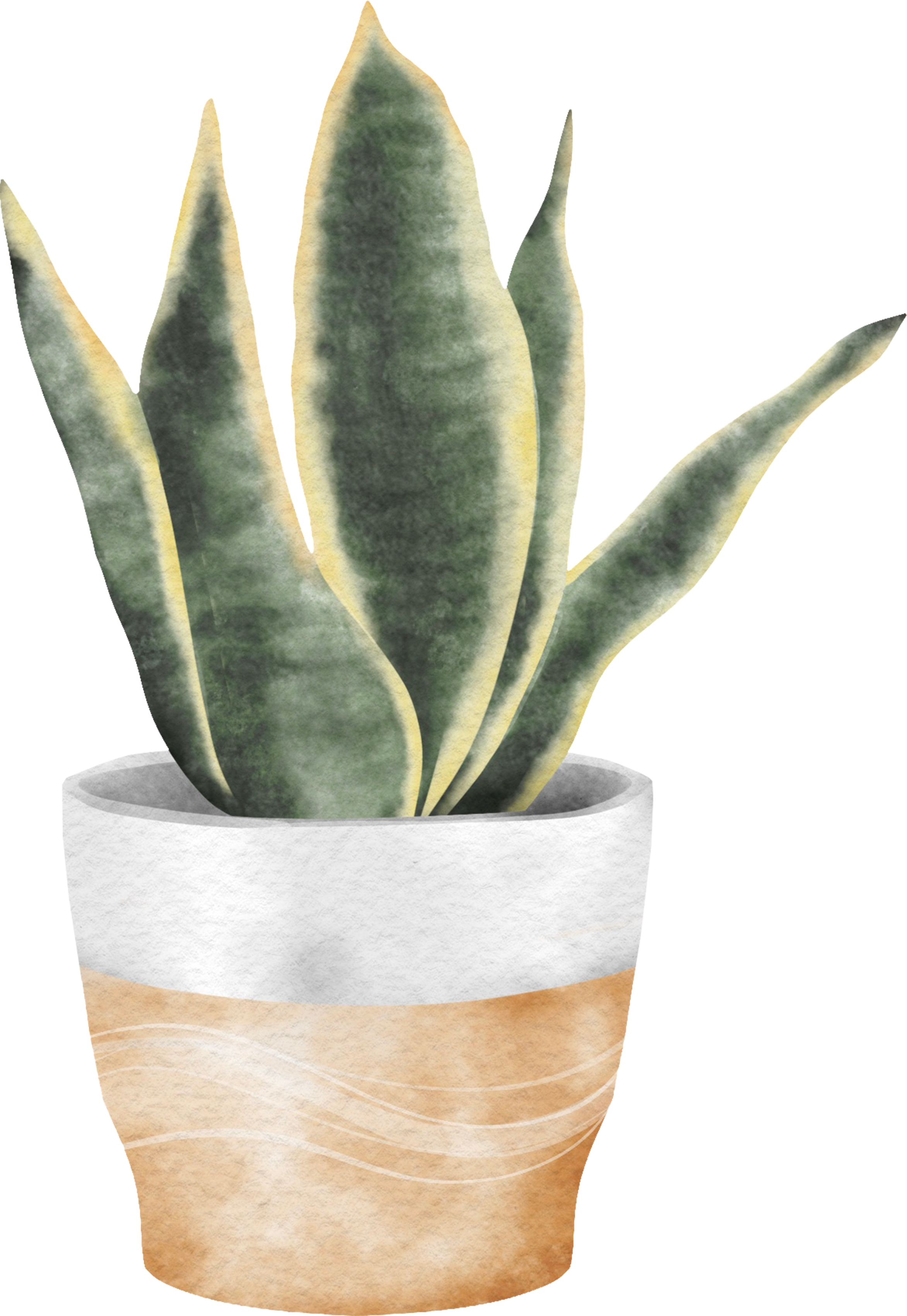 Decorative plant